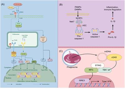 Understanding the podocyte immune responses in proteinuric kidney diseases: from pathogenesis to therapy